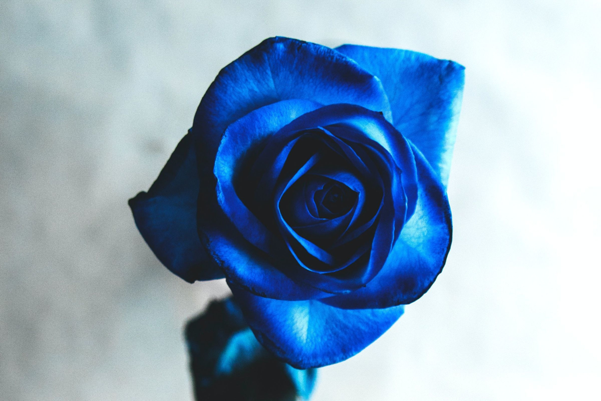 Send blomster til studenten - hvilken farve skal rosen have?