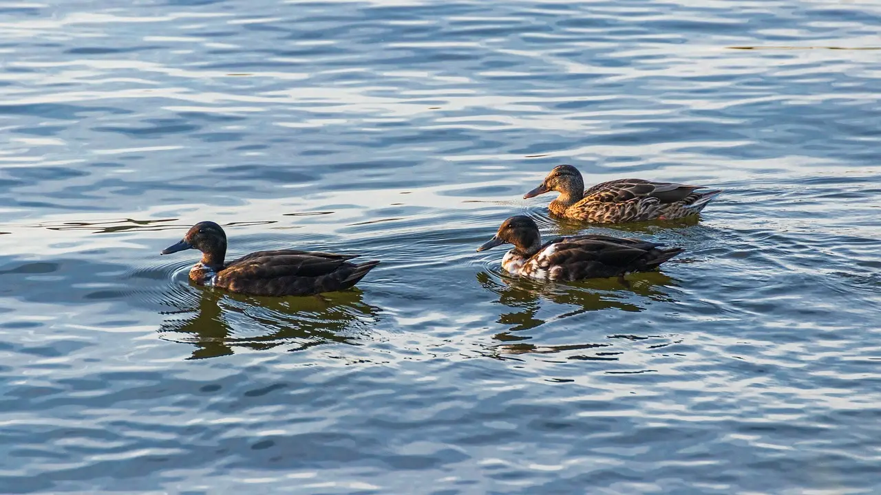 Hjælp til Kanton i krydsord