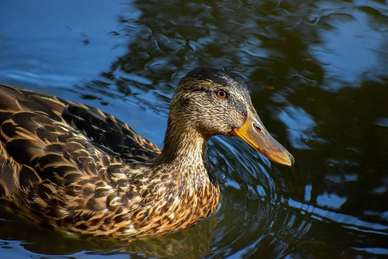 Alle løsninger for Brite i Krydsord