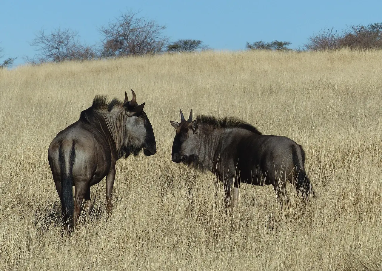Krydsord Guide til Afrikansk